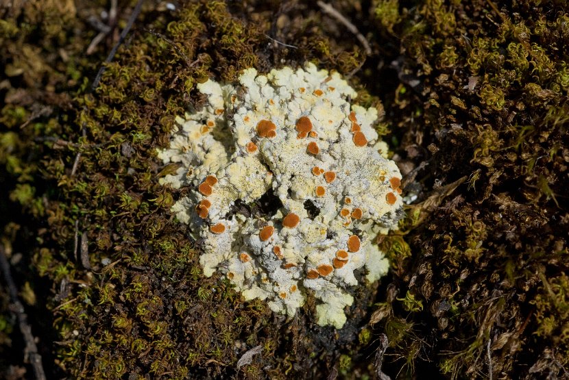 Fulgensia fulgens-1